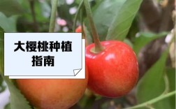 超级大樱桃是什么品种