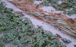 小西瓜种植技术视频，如何掌握关键技巧？