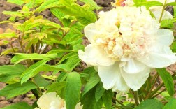 牡丹二乔图片品种有何独特之处？