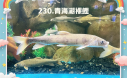 哪些鱼适合高密度养殖？