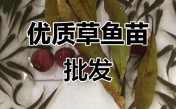 草鱼育苗视频技术要点有哪些？