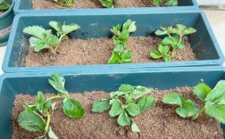 草莓种植栽培管理技术有哪些关键要点？