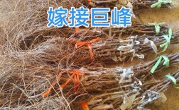 野生葡萄种植技术有哪些关键步骤？
