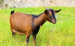 南江黄羊是什么品种？