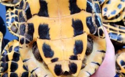 药用金钱龟是什么品种