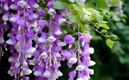 紫藤有哪些花期长的品种？