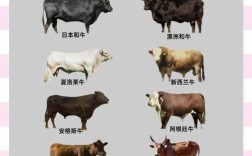哪些肉牛品种才是最优选？