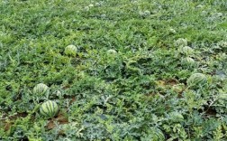 露地西瓜种植高产技术