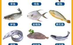 哪些淡水热带鱼能吃？