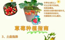 草莓种植技术有哪些关键要点？