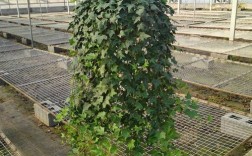 常青藤品种怎么选？