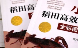 龙虾稻田养殖最新技术有哪些要点？