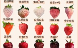 草莓品种与栽培技术有何要点？