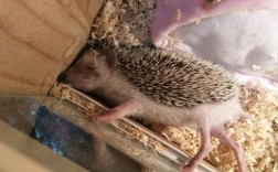 刺猬养殖技术视频哪里找全？