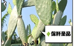 哪种仙人掌能解毒？