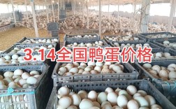 2025年今日鸭蛋价格多少钱一斤？