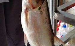 翘嘴红鲌养殖视频技术怎么学？