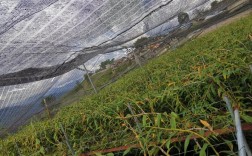 贝母高产种植技术视频有哪些关键点？