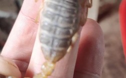 中国蝎子有哪些常见品种？