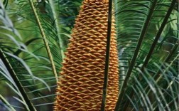 最贵苏铁品种是什么？