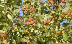 山东海棠有哪些常见品种？