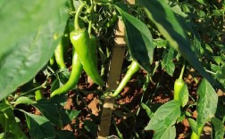 最新辣椒管理技术视频