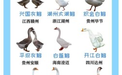 中国白鹅有哪些常见品种？