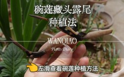 莲藕池子种植技术有哪些关键点？