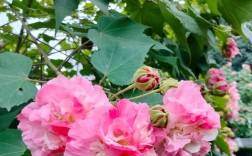 芙蓉花品种及图片大全