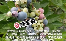 合肥适合种哪些蓝莓品种？