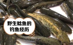 野生土鲶鱼家养技术难点是什么？