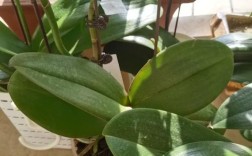 什么品种的蝴蝶兰苗好