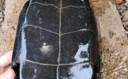 2025年石龟回收价会涨还是跌？