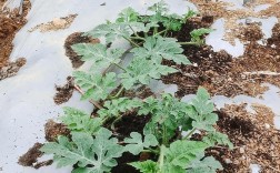 西瓜种植视频全掌握？