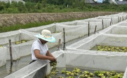 台湾水蛭养殖技术培训有何关键要点？