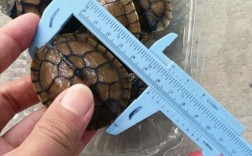 2025年南石龟苗价格会涨还是跌？