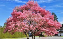 花树品种有哪些？