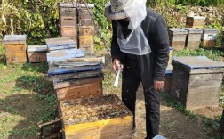 农村养蜂技术视频，新手能学会吗？