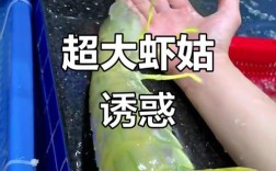 浙江虾姑养殖技术要点有哪些？