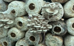 人工种植蘑菇品种有哪些？