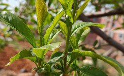 核桃树嫁接视频，关键技术点有哪些？