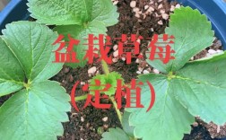 草莓种植技术日常管理