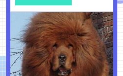 中国藏獒养殖技术视频要点有哪些？