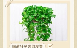 绿萝叶子薄是品种问题吗？