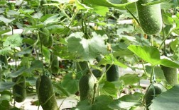 迷你冬瓜种多少？价格高不高？