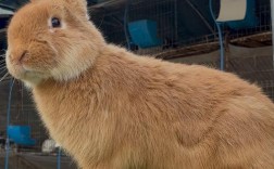 产肉量最高的兔子品种是哪一种？