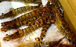 日本对虾养殖技术规范有何核心要点？