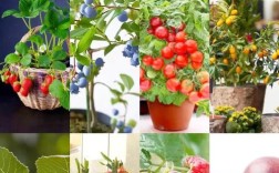 水果种植新品种有哪些？