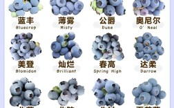 南方蓝莓那个品种好吃