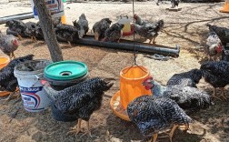 甘肃适合养哪些土鸡品种？